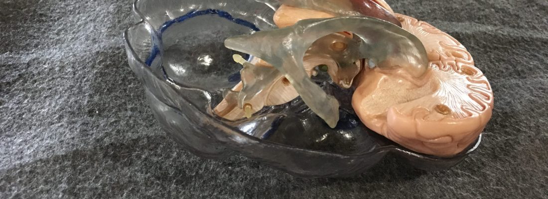 ventricles