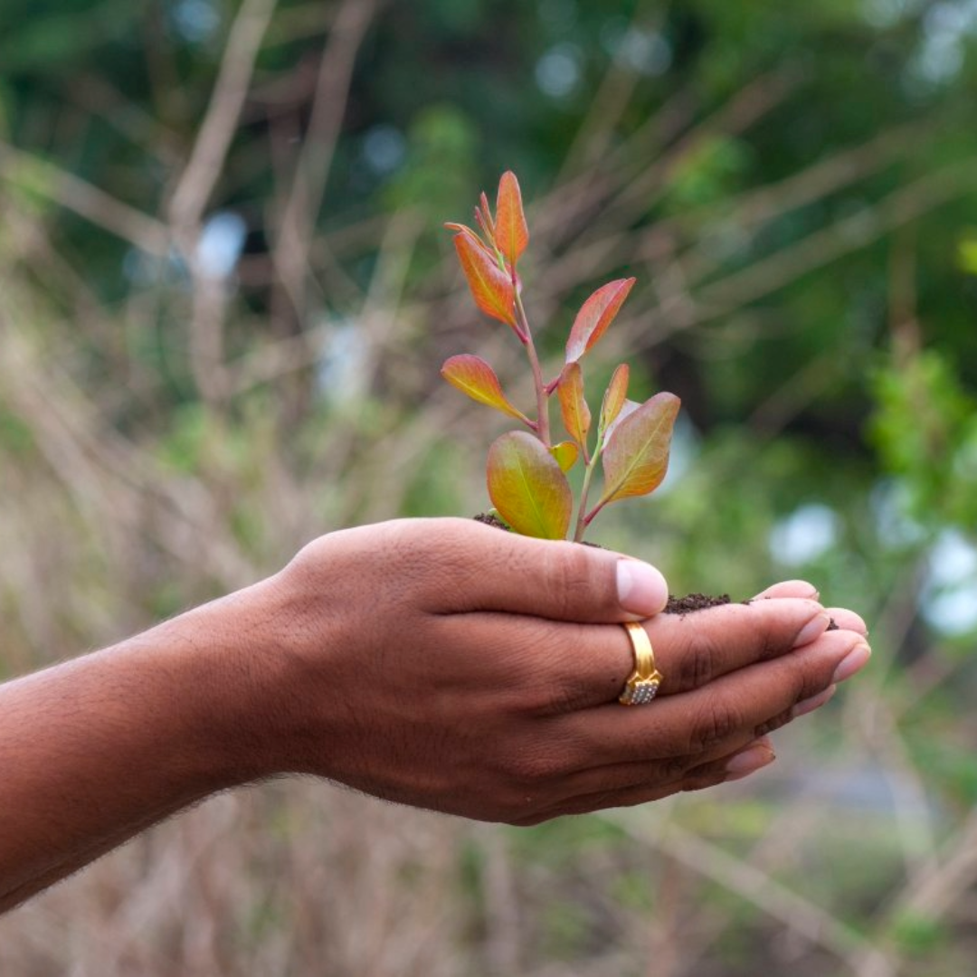 Amarauna Proiektua